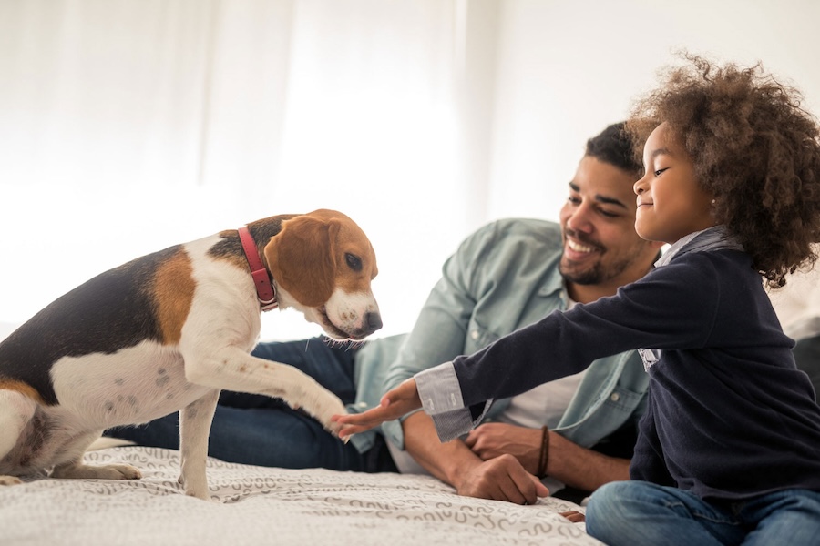 Image of a girl and a dog hi-fiving while an adult watches