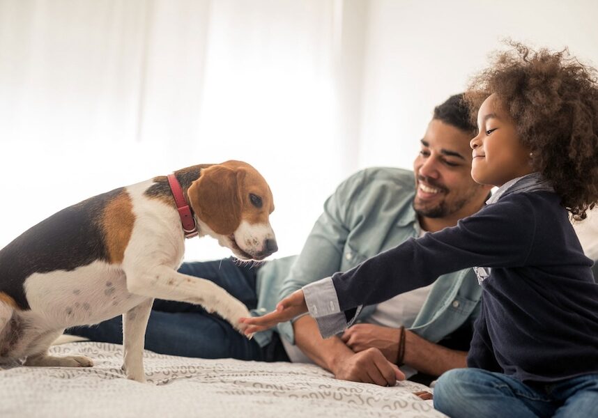 Image of a girl and a dog hi-fiving while an adult watches